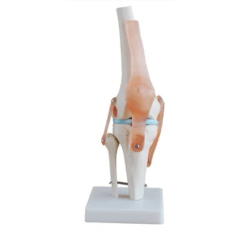 Физически модел на големия коляното, модел на човешкия скелет