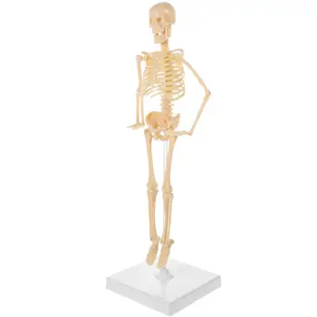 Модел детски играчки-хора, миниатюрен анатомический манекен, малко тяло, изцяло пластмасов модул за обучение манекен в събирането на